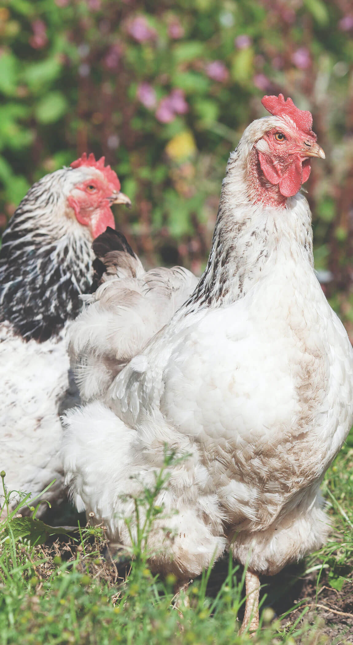 Chickens Chickens